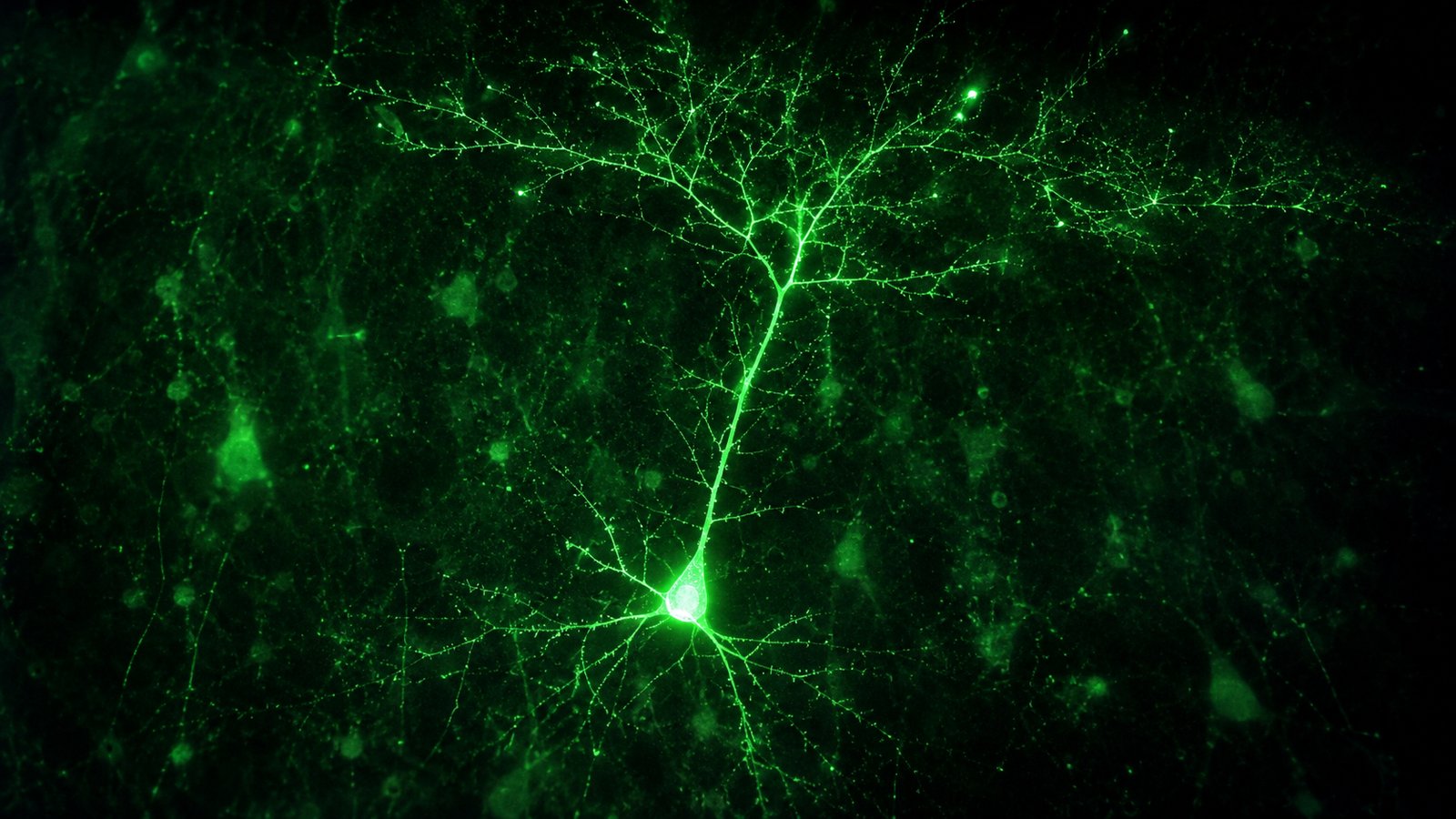 AI-иллюстрация по реальным референсам к материалу: Китайские нейробиологи показали, как ветви нейронов помогают мозгу менять решения